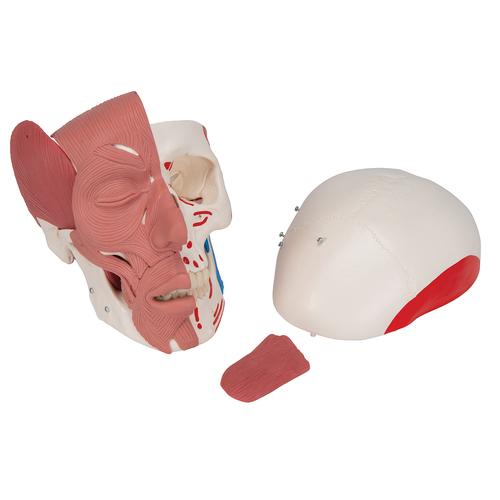 Crâne avec muscles faciaux - 3B Smart Anatomy, 1020181 [A300], Modèles de moulage de crânes humains