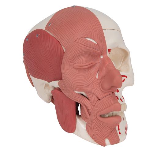 Ultimative Gesichtsmuskeln und Schädelknochen 3D-Modell $160 - .c4d .obj .dae Ultimative Gesichtsmuskeln und Schädelknochen 3D-Modell $160 - .c4d .obj .dae