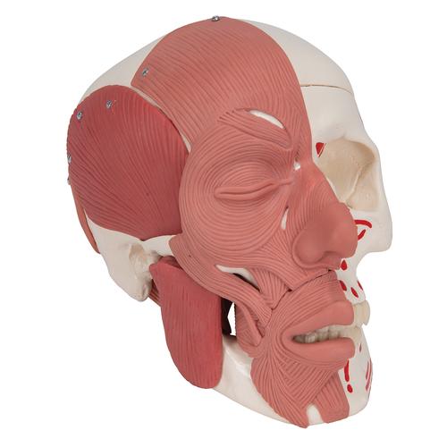 Модель черепа с лицевыми мышцами - 3B Smart Anatomy, 1020181 [A300], Модели мускулатуры человека и фигуры с мышцами