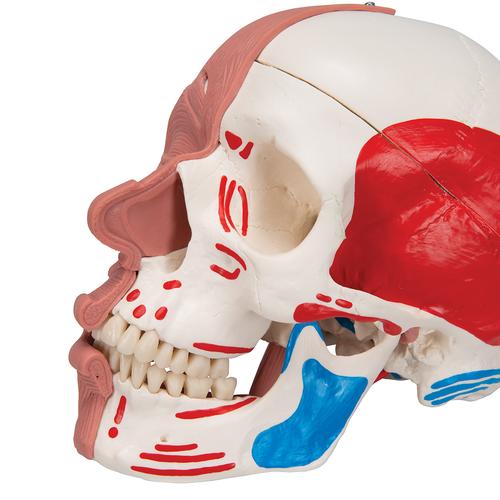 Crâne avec muscles faciaux - 3B Smart Anatomy, 1020181 [A300], Modèles de moulage de crânes humains