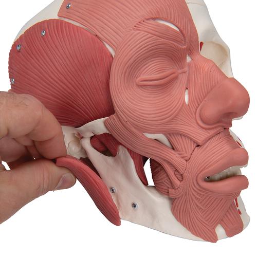 안면 얼굴근육 포함 두개골모형 Human Skull with Facial Muscles - 3B Smart Anatomy, 1020181 [A300], 머리 모형