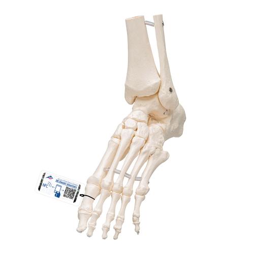 Lábfej csontos váza sípcsont- és szárkapocscsont-csonkokkal, 1019358 [A31/1], Láb és lábfej modellek