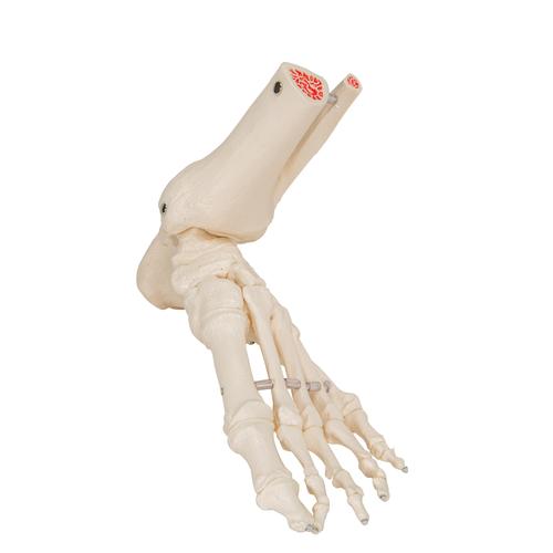 Squelette du pied avec moignon tibia et fibula (péroné), montage ...