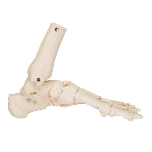 Esqueleto del pie con partes de tibia y fibula articulado flexiblemente - 3B Smart Anatomy, 1019358 [A31/1], Modelos de esqueleto de Pierna y Pie