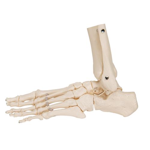 Esqueleto del pie con partes de tibia y fibula articulado flexiblemente - 3B Smart Anatomy, 1019358 [A31/1], Modelos de esqueleto de Pierna y Pie