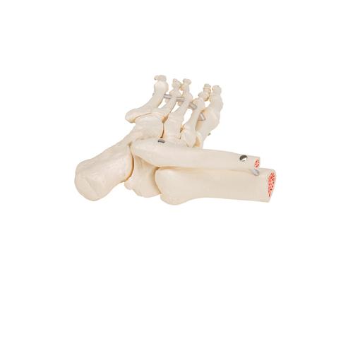 느슨한 발골격 관절
Loose Foot and Ankle Skeleton, 1019358 [A31/1], 다리 및 발 골격 모형