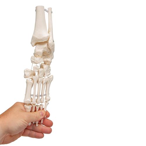 Lábfej csontos váza sípcsont- és szárkapocscsont-csonkokkal, 1019358 [A31/1], Láb és lábfej modellek