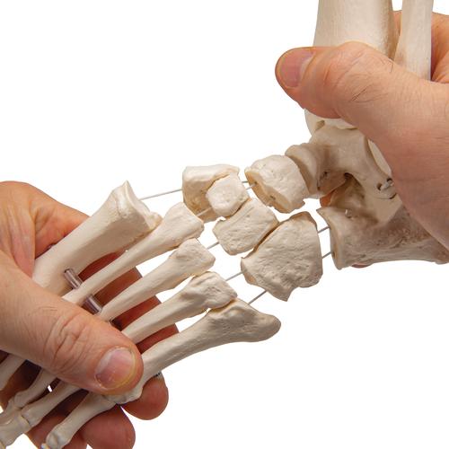 Foot & Ankle Skeleton, Elastic Mounted - 3B Smart Anatomy, 1019358 [A31/1], Leg and Foot Skeleton Models