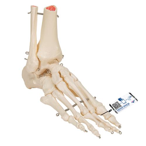 Модель скелета стопы с фрагментами большеберцовой и малоберцовой костей, на проволочном креплении - 3B Smart Anatomy, 1019357 [A31], Модели скелета ноги и стопы