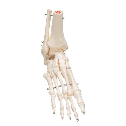 Esqueleto del pie con partes de tibia y fibula montado en alambre - 3B Smart Anatomy, 1019357 [A31], Modelos de esqueleto de Pierna y Pie