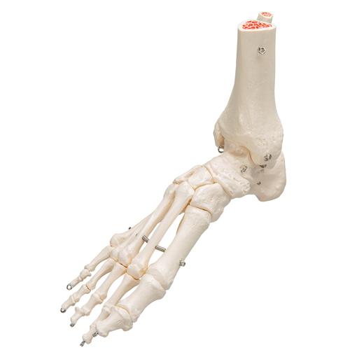 Human Foot & Ankle Skeleton, Wire Mounted - 3B Smart Anatomy, 1019357 [A31], Leg and Foot Skeleton Models