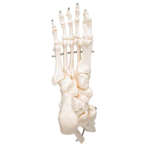 Tibia ve fibula ile ayak iskeleti, tel üzerine geçirilmiş - 3B Smart Anatomy, 1019357 [A31], Ayak ve bacak iskelet modelleri