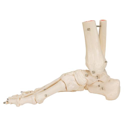 Esqueleto del pie con partes de tibia y fibula montado en alambre - 3B Smart Anatomy, 1019357 [A31], Modelos de esqueleto de Pierna y Pie
