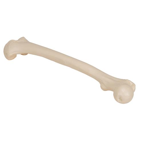 骼骨 - 3B Smart Anatomy, 1019360 [A35/1], 腿和脚骨骼模型