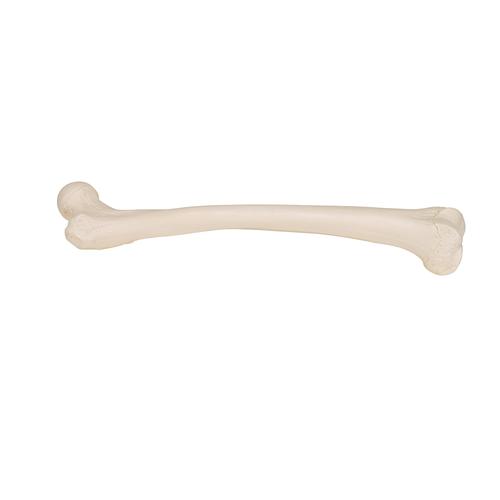 Human Femur - 3B Smart Anatomy, 1019360 [A35/1], Leg and Foot Skeleton Models