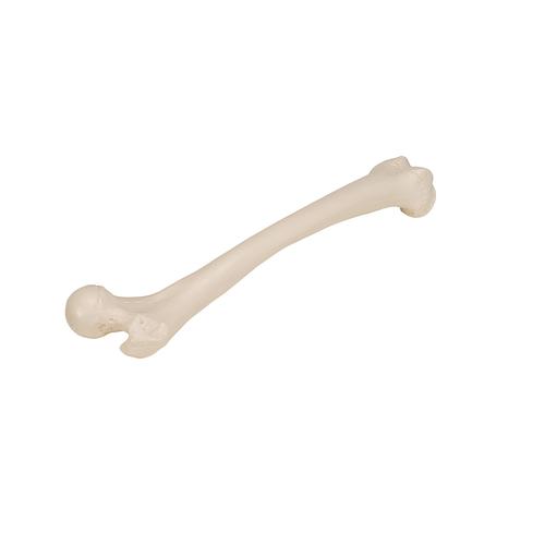 骼骨 - 3B Smart Anatomy, 1019360 [A35/1], 腿和脚骨骼模型