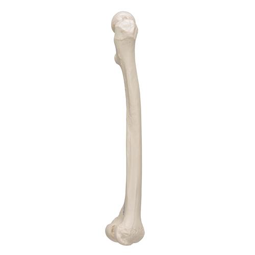 Fémur, - 3B Smart Anatomy, 1019360 [A35/1], Modèles de squelettes des membres inférieurs