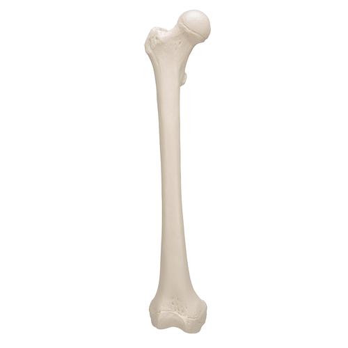 Модель бедренной кости - 3B Smart Anatomy, 1019360 [A35/1], Модели скелета ноги и стопы
