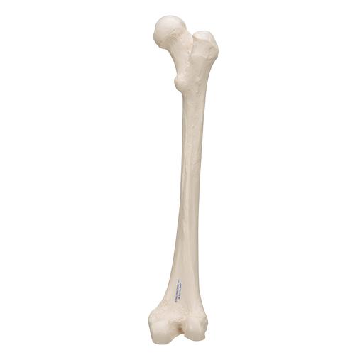 Femore - 3B Smart Anatomy, 1019360 [A35/1], Modelli di scheletro del piede e della gamba