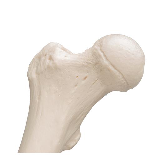 Fémur, - 3B Smart Anatomy, 1019360 [A35/1], Modèles de squelettes des membres inférieurs