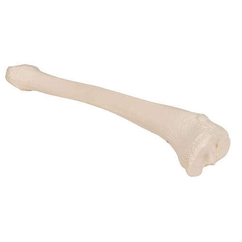 Tibia - 3B Smart Anatomy, 1019363 [A35/3], Modèles de squelettes des membres inférieurs