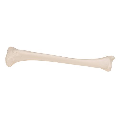 Tíbia, 1019363 [A35/3], Modelos de esqueletos da perna e pé