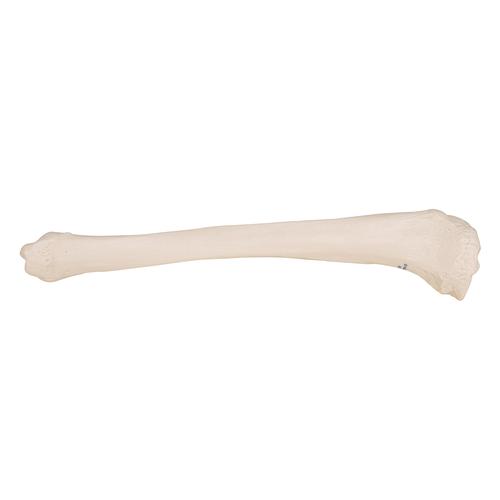 胫骨 - 3B Smart Anatomy, 1019363 [A35/3], 腿和脚骨骼模型