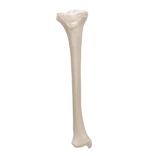 Schienbein Knochen Modell - 3B Smart Anatomy - 1019363 - A35/3 - Fuß- und  Beinskelett Modelle - 3B Scientific