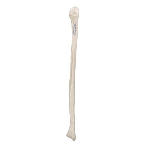 Human Fibula Model - 3B Smart Anatomy, 1019364 [A35/4], Leg and Foot Skeleton Models