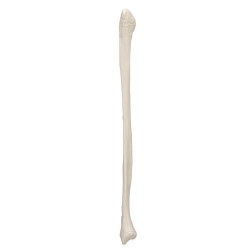 Малоберцовая кость - 3B Smart Anatomy, 1019364 [A35/4], Модели скелета ноги и стопы