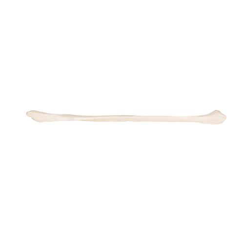 Малоберцовая кость - 3B Smart Anatomy, 1019364 [A35/4], Модели скелета ноги и стопы