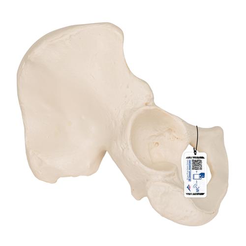 Os pelvien - 3B Smart Anatomy, 1019365 [A35/5], Modèles de squelettes des membres inférieurs