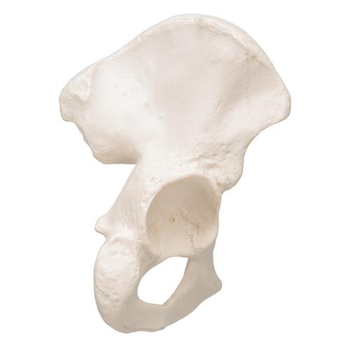 Human Hip Bone Model - 3B Smart Anatomy, 1019365 [A35/5], Leg and Foot Skeleton Models