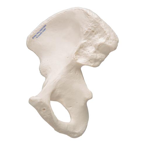 Hueso ilíaco - 3B Smart Anatomy, 1019365 [A35/5], Modelos de esqueleto de Pierna y Pie