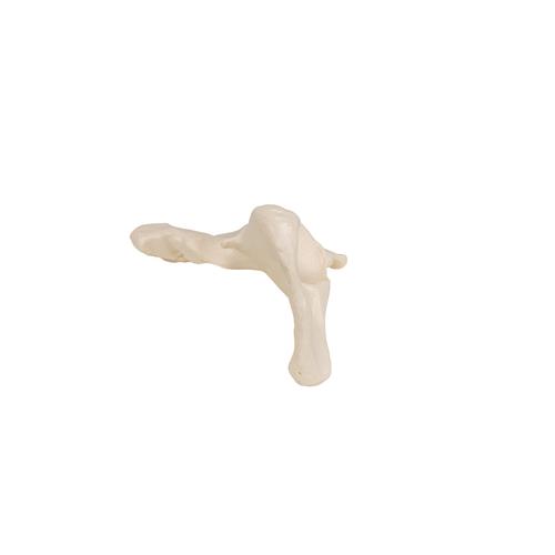 髋骨 - 3B Smart Anatomy, 1019365 [A35/5], 腿和脚骨骼模型