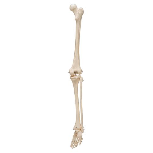 Ayaklı bacak iskeleti - 3B Smart Anatomy, 1019359 [A35], Ayak ve bacak iskelet modelleri
