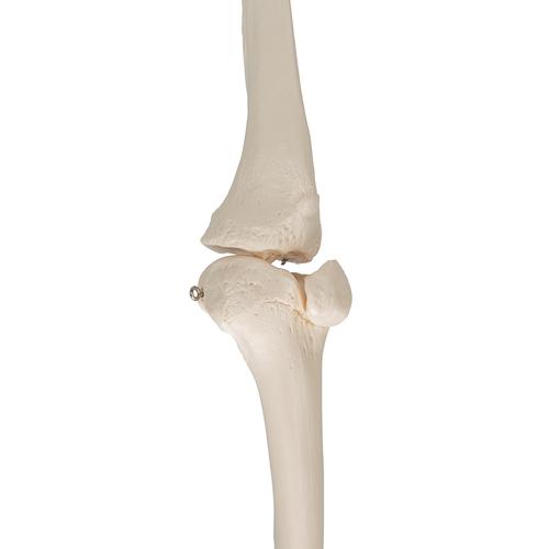 Beinskelett Modell mit Fu&szlig;, 1019359 [A35], Fu&szlig;- und Beinskelett Modelle