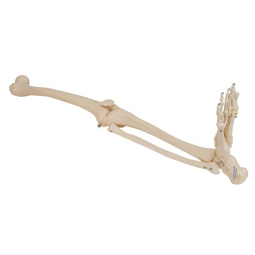 Скелет ноги со стопой - 3B Smart Anatomy, 1019359 [A35], Модели скелета ноги и стопы