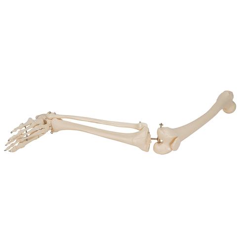 腿骨胳 - 3B Smart Anatomy, 1019359 [A35], 腿和脚骨骼模型