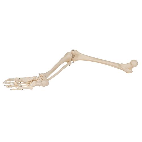 腿骨胳 - 3B Smart Anatomy, 1019359 [A35], 腿和脚骨骼模型