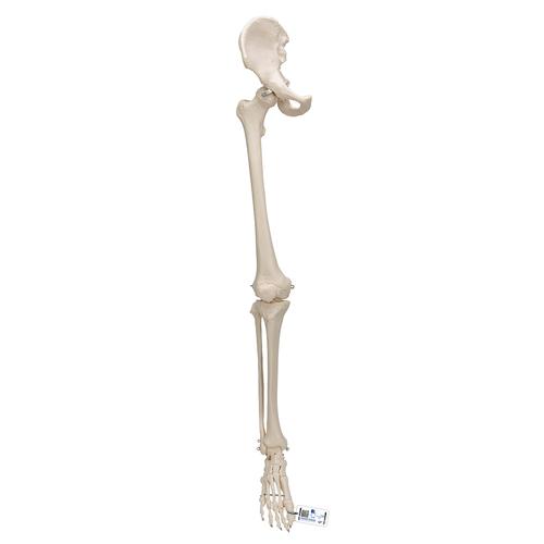 带髋骨的腿骨胳 - 3B Smart Anatomy, 1019366 [A36], 腿和脚骨骼模型