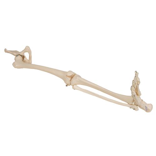 관골 포함한 다리 골격 모형
Leg Skeleton with hip bone, 1019366 [A36], 다리 및 발 골격 모형