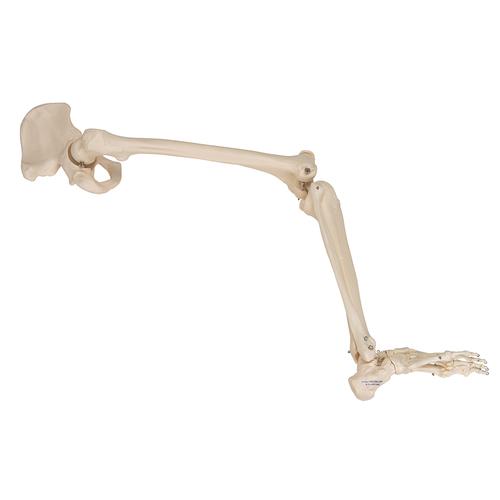 Scheletro della gamba con osso iliaco - 3B Smart Anatomy, 1019366 [A36], Modelli di scheletro del piede e della gamba