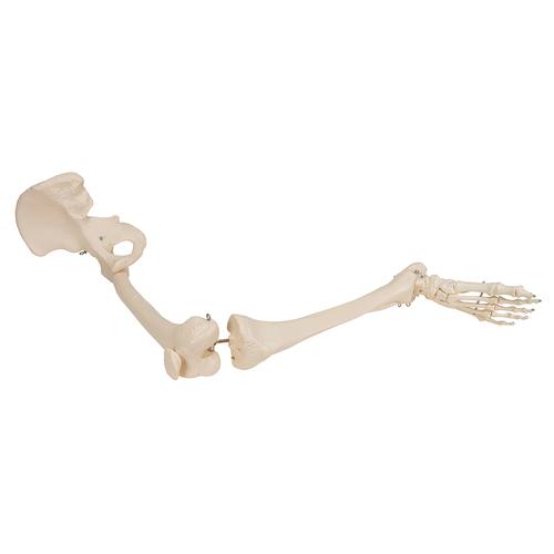 Beinskelett Modell mit Hüftknochen - 3B Smart Anatomy, 1019366 [A36], Fuß- und Beinskelett Modelle