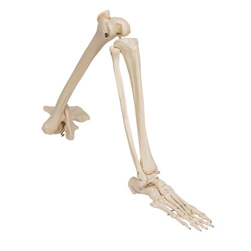 Squelette du membre inférieur avec os iliaque - 3B Smart Anatomy, 1019366 [A36], Modèles de squelettes des membres inférieurs