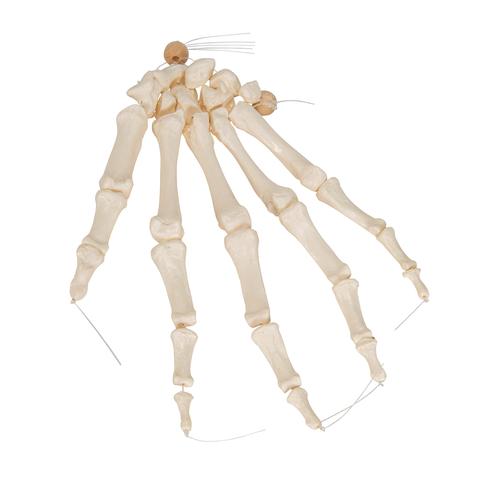 Esqueleto de la Mano ensartada en forma suelta con un nylon - 3B Smart Anatomy, 1019368 [A40/2], Modelos de esqueleto de brazo y mano