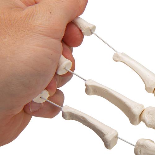 Esqueleto de la Mano ensartada en forma suelta con un nylon - 3B Smart Anatomy, 1019368 [A40/2], Modelos de esqueleto de brazo y mano