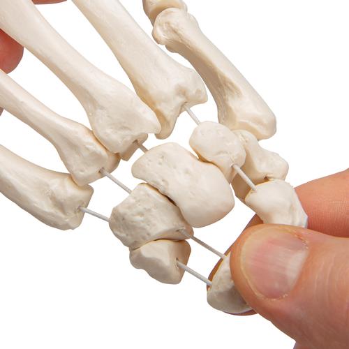 Модель скелета кисти, соединенная нейлоновой нитью - 3B Smart Anatomy, 1019368 [A40/2], Модели скелета руки и кисти