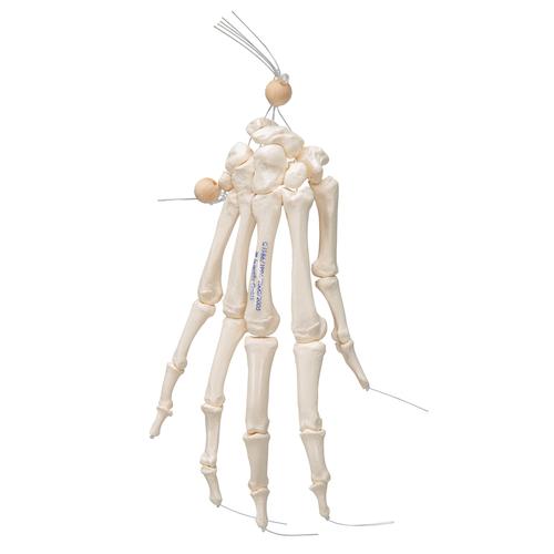 Модель скелета кисти, соединенная нейлоновой нитью - 3B Smart Anatomy, 1019368 [A40/2], Модели скелета руки и кисти