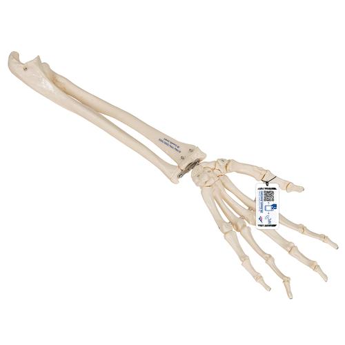 Squelette de la main avec radius et ulna (cubitus), montage articulé et élastique - 3B Smart Anatomy, 1019369 [A40/3], Squelettes des membres supérieurs